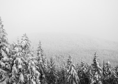 航空摄影的松树覆盖着雪
